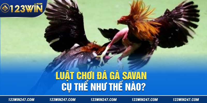 Luat choi da ga Savan cu the nhu the nao min 1